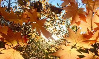 69年立秋是几月几号 今年立秋是几月几号