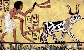 新石器时代螃蟹系哪个好 石器时代鲨鱼的性格