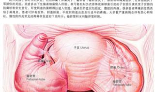 附件炎的症状有哪些 附件炎的症状有哪些