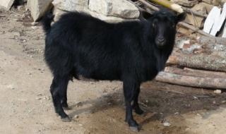 我好像一只牛,吃的是草,挤出来的是奶、血,这句话是谁说的 我是一只牛