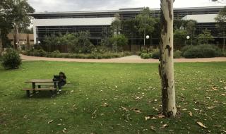 卧龙岗大学申请条件 澳大利亚卧龙岗大学